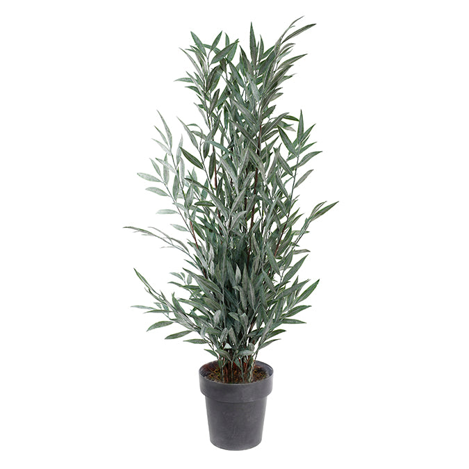 POTTED FROSTED BAMBOO PLANT