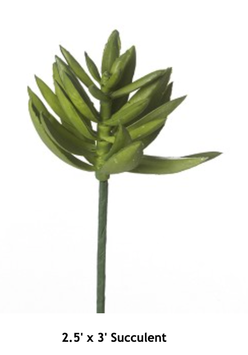 Succulent 2.5 x 3